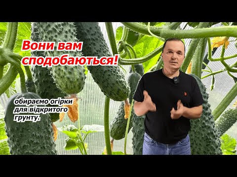 Які огірки вибрати для відкритого грунту? Топ-5 огірків для грядки!