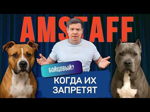 Амстафф —  БОЙЦОВАЯ СОБАКА? Почему все боятся мою собаку?