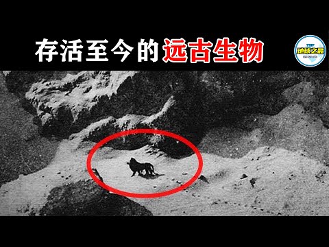 西伯利亚拍到活体猛犸象？被认为灭绝后又重新出现，10种存活至今的远古生物！丨地球之最#冷知识 #排名 #世界之最#动物#动物世界#远古生物#远古动物#史前动物#世界之最top#出类拔萃#top10