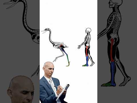 You've Been Wrong About Bird Knees Your Whole Life