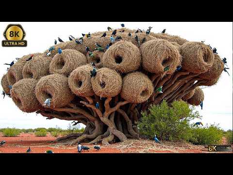 ¡15 Nidos de Aves Tan Increíbles que Incluso los Ingenieros Humanos se Quedan Asombrados!