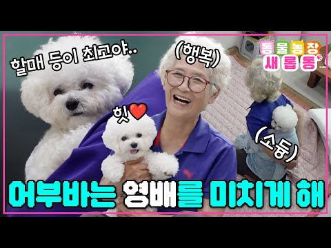 [#새롭동물농장] 할머니 나 어부바 해줘!😚 할머니 등에 찰싹 붙은 뽀얀 솜뭉치 영배🐶 / EP.1233 #TV동물농장 #AnimalFarm #SBSstory