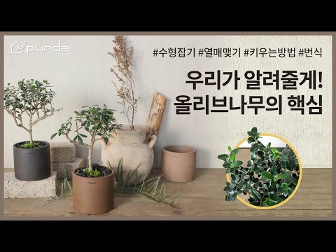 올리브나무 키울 때 꼭 알아야 하는 핵심 영상! 키우는 방법, 열매 맺는 방법, 삽목, 가지치기, 토피어리 수형, 외목대 만드는 방법까지! │Olive Tree