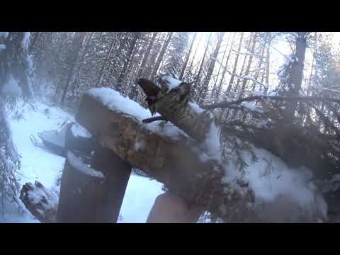 Соболь, кулемки