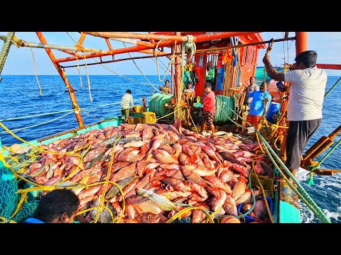"MONSTER CAUGHT EVER  !! 10 TONS OF SNAPPER  FISHES CAUGHT IN 'SINGLE HAUL'| TRAWEL NET FISHING
