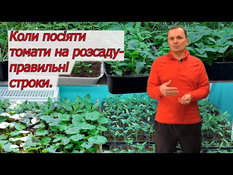 Коли сіяти томати на розсаду щоб вона не переросла.