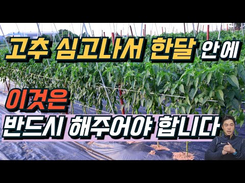 고추정식 후 한달, 반드시 해줘야 할 일. #고추추비 #고추물주기
