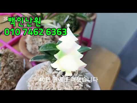 Come see the classy orchids that are perfect for a desk, as a gift, or even growing well on a ver...