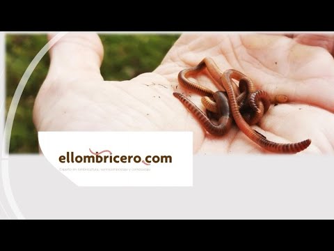 El Lombricero - MASTERCLASS de LOMBRICULTURA Descubre todos los secretos para el éxito ♻