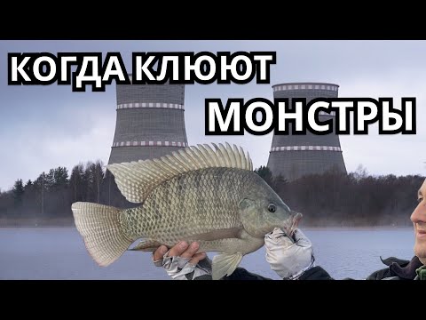 БЕШЕННЫЙ КЛЕВ!  ЛУЧШАЯ РЫБАЛКА 2025 !!!   ЛОВЛЯ ТРОФЕЙНОЙ ТИЛЯПИИ !!! УДОМЛЯ
