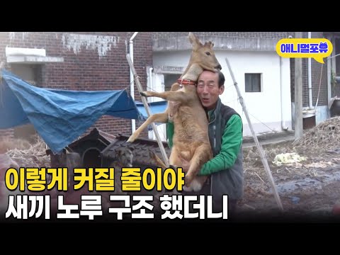 이렇게 커질 줄 몰랐다;; 죽어가던 새끼 노루 데려왔더니 I KBS 생활의 발견 170223 방송