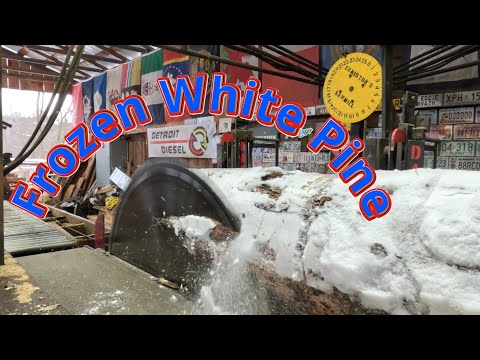 Sawing two frozen white pine logs # 809