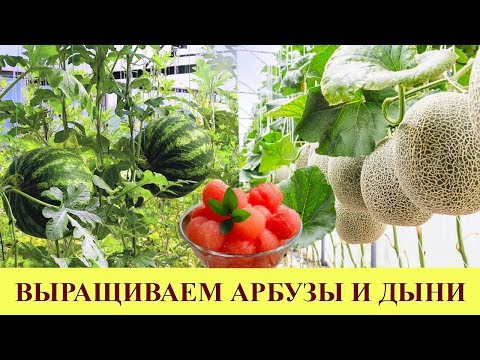 ВЫРАЩИВАЕМ АРБУЗЫ И ДЫНИ НА ДАЧЕ