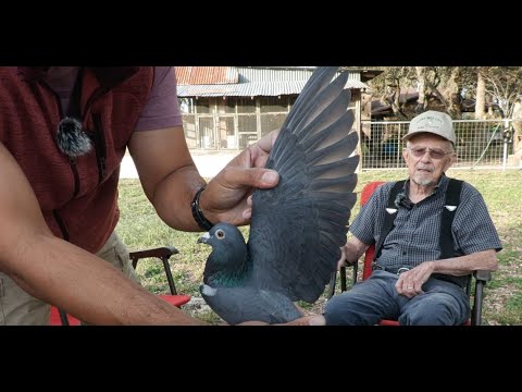 Pigeon Racing - A 93 Year Old Pigeon Fancier Vern Clausen of Stony Hill Loft San Antonio Texas