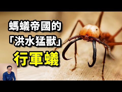 行軍蟻:掃蕩雨林的頂級捕食者,螞蟻帝國的「洪水猛獸」,覺醒了群體智慧的超級生物【老肉雜談】#動物 #螞蟻 #昆蟲 #行軍蟻