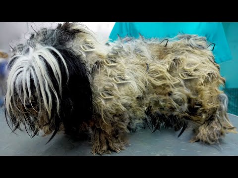 The Ultimate Grooming Makeover: Saving an Abused DOG With a Stunning Shaving Session