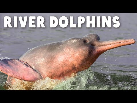Why Do River Dolphins Look… Like That?