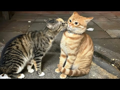 You Laugh, You Lose! 🤣 Funny Cat Videos 2025 😹 Part 40