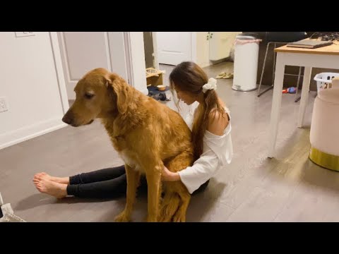여자 혼자 대형견 키우면 생기는일..? A day in the life of a girl who has a dog as big as her🐕