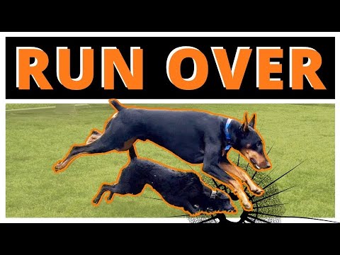 Why Prince Steamrolling this Dog may be the Best Thing for it - Nature is Undefeated!