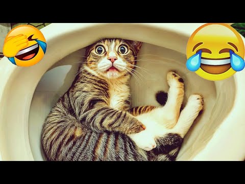 1 Hour Nuevos clips de gatos y perros más divertidos de 2025 😻🐶Intenta no reírte 😍 Parte 10