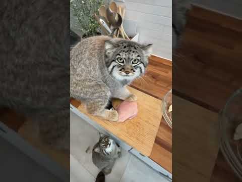 Don’t touch my pizza! (Manul)
