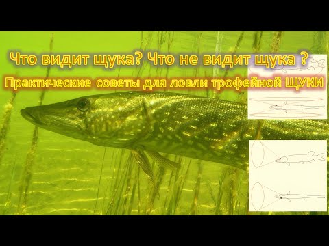 Что видит щука? Что не видит щука ?  Ловим трофейную ЩУКУ - Практические советы.