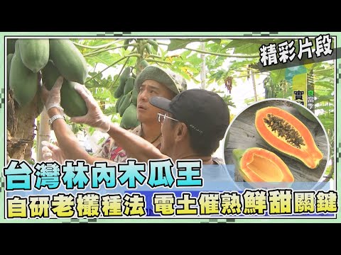 台灣第一等【台灣木瓜王 老欉種法電土催熟鮮甜關鍵(疏母果/木瓜入菜料理)】_470集精選版