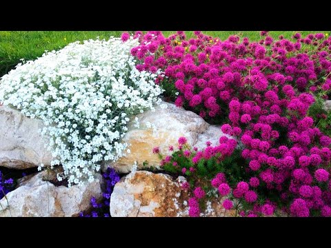 Unpretentious flowers from weeds. A carpet of blooms instead of weeds!