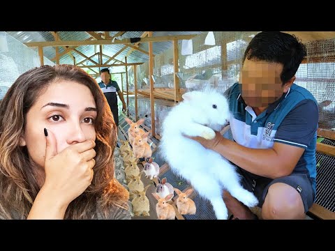 The Dark, Twisted Truth about Breeding Rabbits