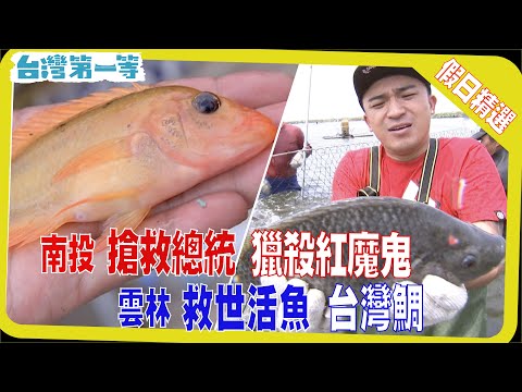 台灣第一等《搶救總統魚  獵殺紅魔鬼 / 鹽烤鎖甘甜  酥炸鮮魚味 / 救世活魚台灣鯛  膠原蛋白處處有 / 魚鱗眼角膜  新環保魚翅》假日精選