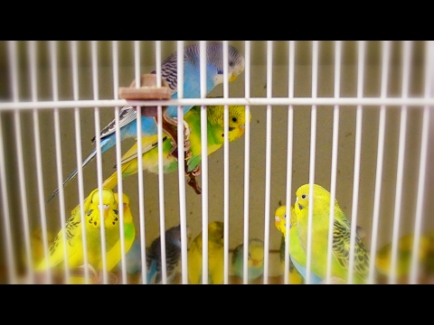 Budgie | Parakeet Sounds - Singing flock in Pet Store