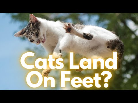 Why cats always land on their feet - SmarterEveryDay