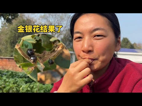第一次吃金銀花果實，黑黑的還有點甜，果園的品種越來越豐富了