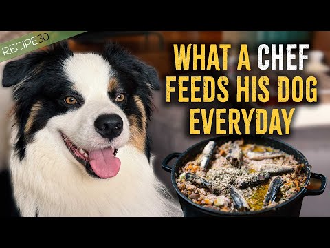 Why My Dog’s Coat Is So Shiny – No Kibble In Sight