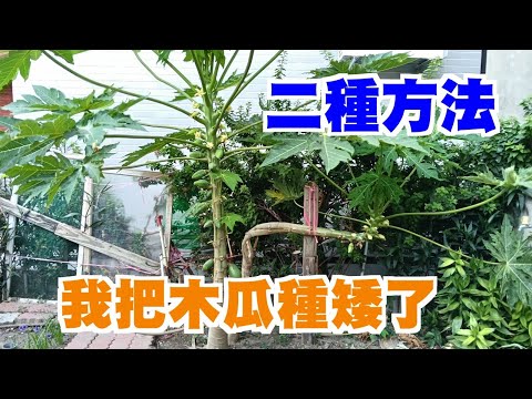 【家庭有菜】二種讓木瓜長矮的方法，以及二種取得木瓜種子的方法