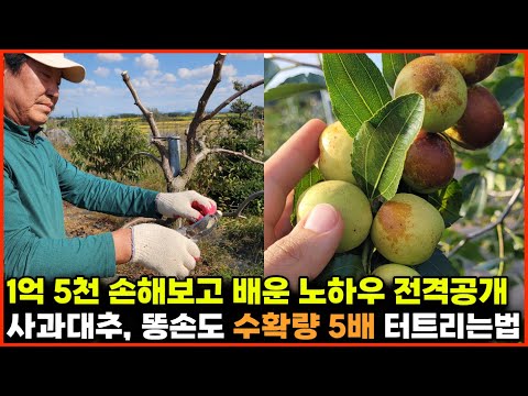 💲1억 5천 손해보고 배운 노하우👀 전격공개, 사과대추 똥손도 수확량  📈5배 터트리법 🚀[🙏위대한 실패]