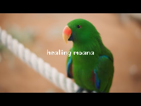 🎶 앵무새와 반려동물을 위한 10시간 힐링 음악 30곡 | 분리불안 해소 | 스트레스 완화 | 긍정 에너지 충전