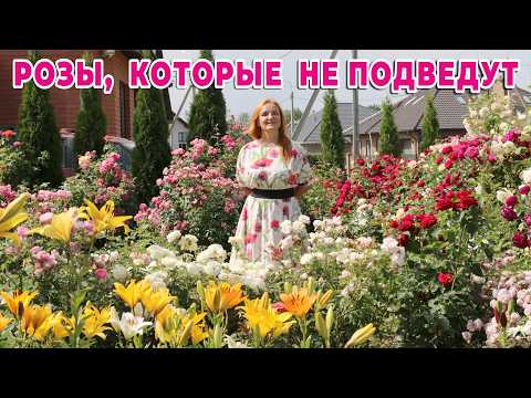 45 ROSE VARIETIES THAT WON'T LET YOU DOWN. THE BEST ROSE VARIETIES FOR A FORMAL FLOWERBED. ROSES ...