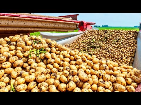 How Potato 🥔 are Grown, Harvested and Processed in to Chips | Chips production 