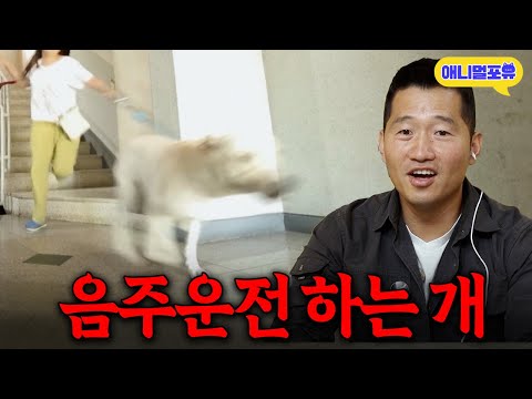 “이건 좀..” 강형욱도 당황한 산책만 나가면 눈 도는 리트리버 I KBS 개는 훌륭하다 220926 방송