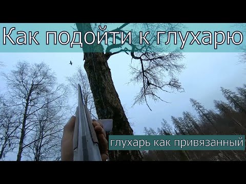 Глухарь такого не ожидал!Дедовский способ,как подойти к глухарю.