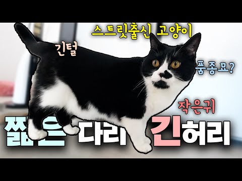 Seeing from a cat's perspective #purecat #dogcat #dogcat #cat #tuxedocat #cheesecat #40syoutuber