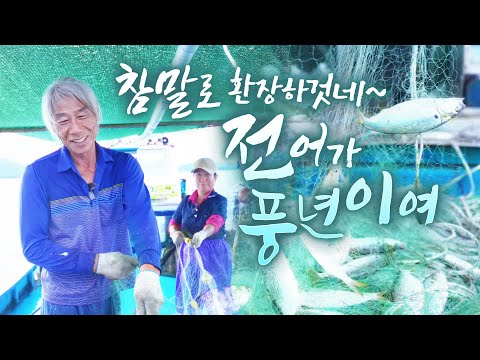 오매오매 못살아~ 전어가 이렇게 많이 올라오네 ㅎㅎ 웃음이 절로 나옵니다~ 바다 경력 50년!! #장흥 #전어 #섬 #바다 #어영차바다야
