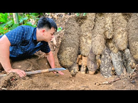 CEO Kha, Unexpectedly met giant wild potatoes, sold them for extra income to cover expenses and life