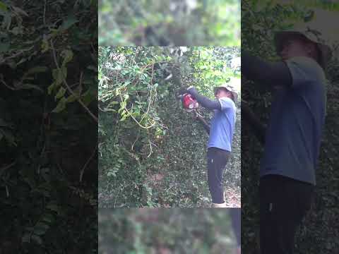 From Overgrown to Orderly: Hedge Trimming Transformation | Clean Up Everything