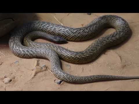 Опасные змеи