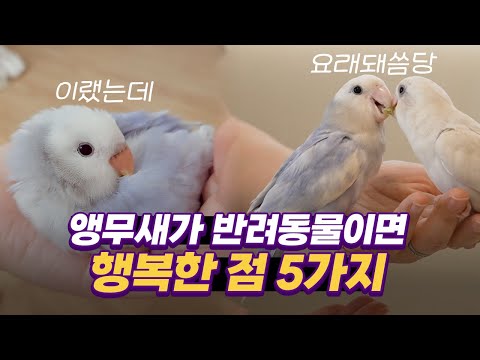 Before You Start Raising Small Parrots, Rosellas, or Lovebirds, You Must Watch This!! #Small Parrots