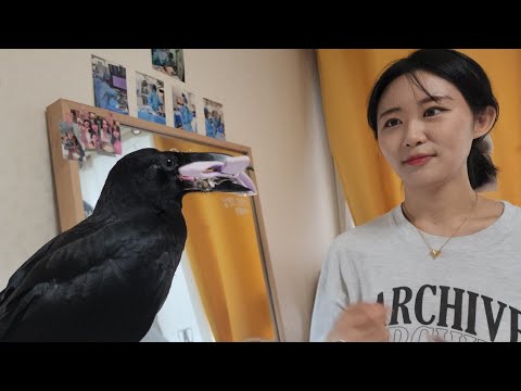 The cat butler picked up a crow. Have you ever heard of a walking crow?