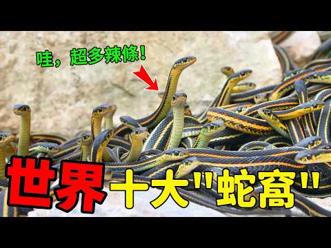 密度爆表！盤點全球10大“蛇窩”，第一名每平米5條劇毒蝮蛇！|#蛇島 #蛇窩 #巨蟒 #毒蛇 #世界之最 #TOP10 #蛇最多的地方